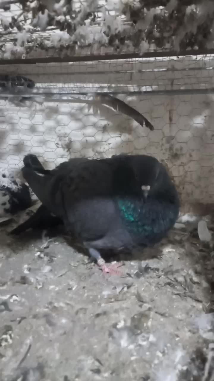 کبوتر پرشی|پرنده|رودسر, |دیوار