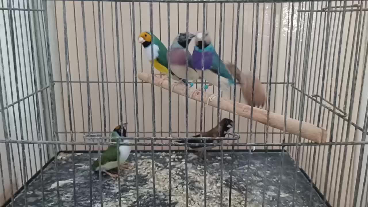 فنچ گلدین|پرنده|کوار, |دیوار