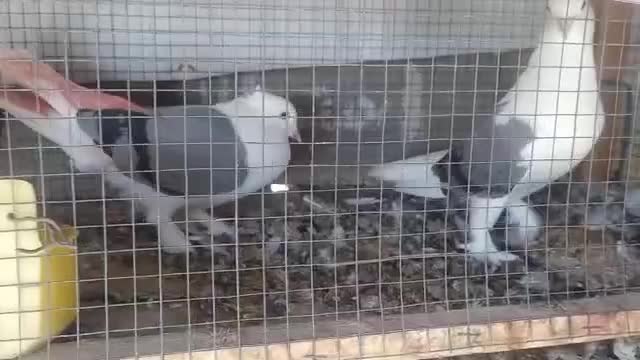 دوکت سبز|پرنده|خورموج, |دیوار