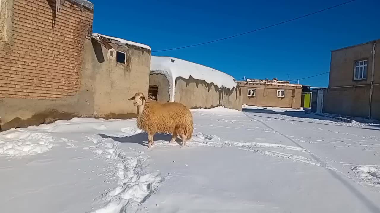 قوچ|حیوانات مزرعه|حسین آباد, |دیوار