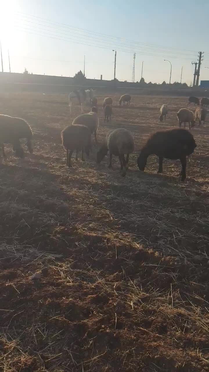 الاغ گله ای|حیوانات مزرعه|قزوین, |دیوار