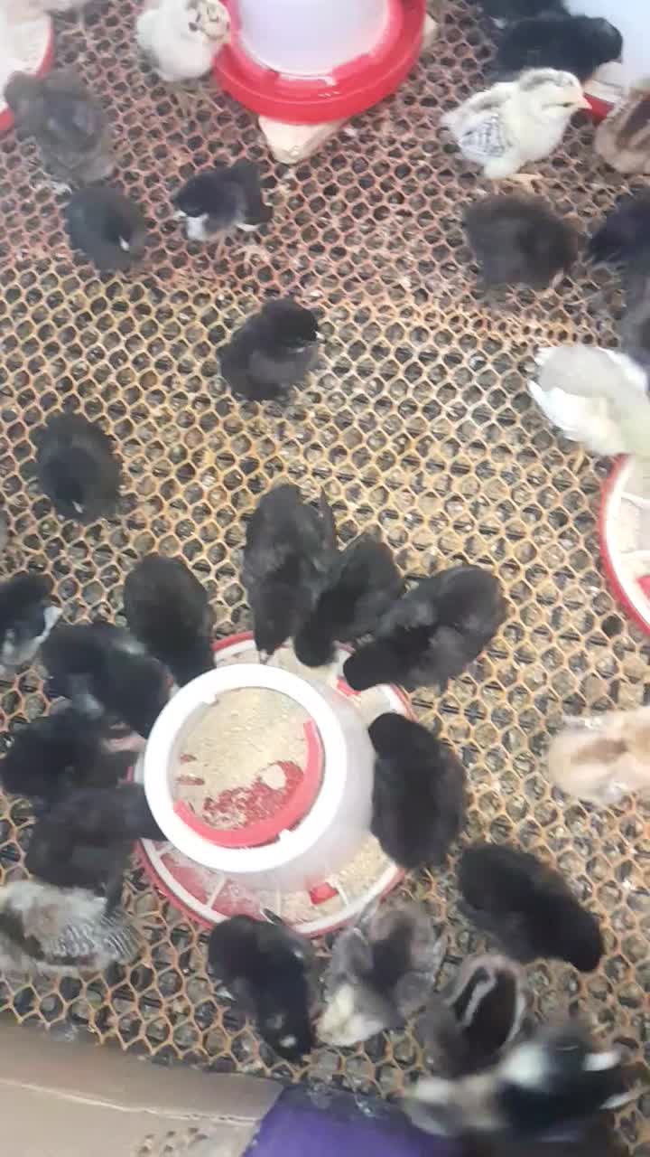 جوجه|حیوانات مزرعه|شیراز, تندگویان|دیوار