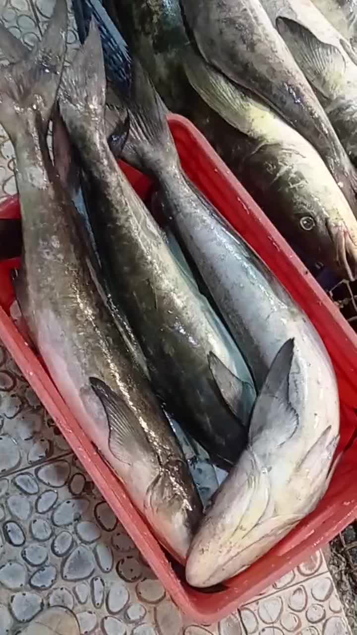 سلام ماهی فروش کنگانی|ماهی|بندر ماهشهر, |دیوار