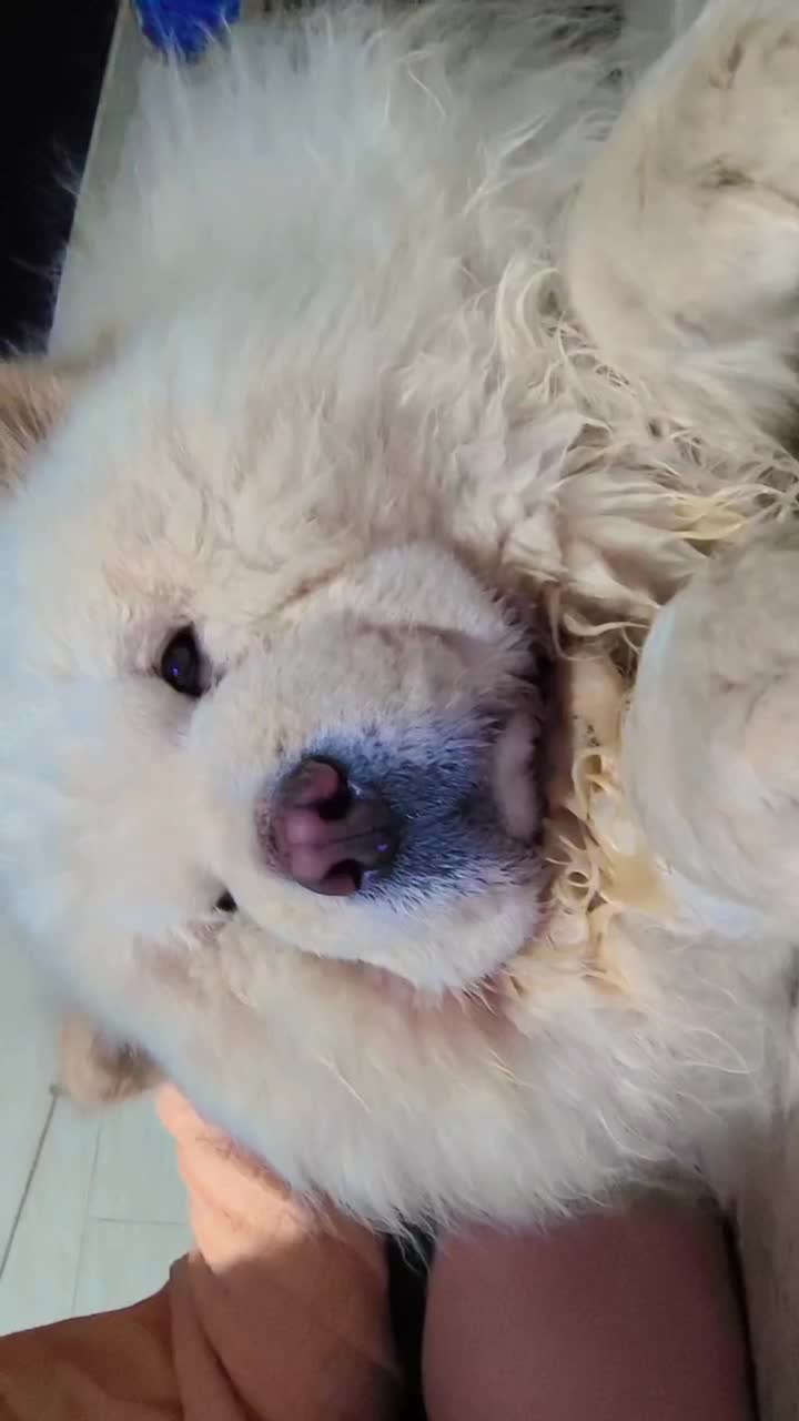 چاو چاو نر برای جفت|سگ|اصفهان, خرم|دیوار