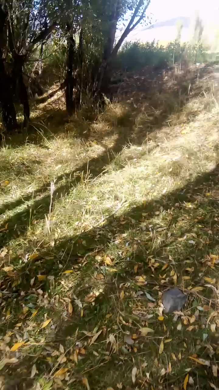 سواری|اسب و تجهیزات اسبسواری|دشتک, |دیوار