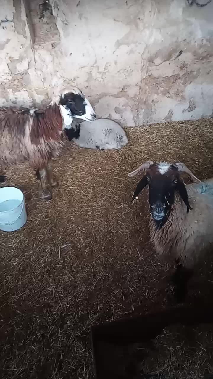 میش وا  بره  بیگ|حیوانات مزرعه|مسجد سلیمان, |دیوار