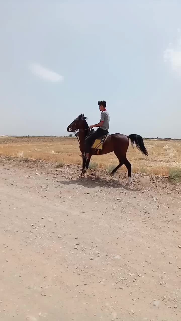 اسب نریان ۵سال|اسب و تجهیزات اسب‌سواری|اصفهان, دستگرده|دیوار