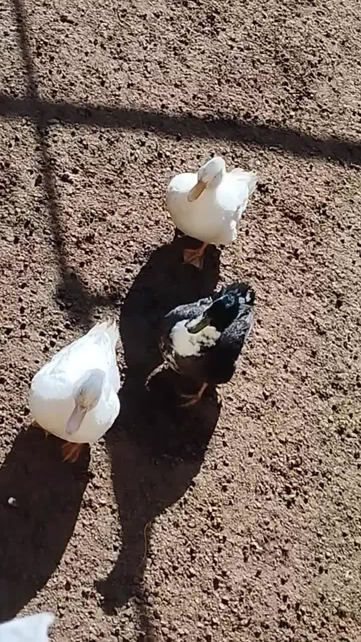 اردک|حیوانات مزرعه|میلاجرد, |دیوار