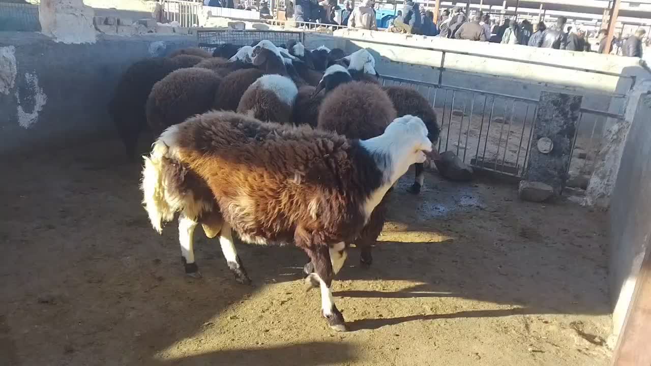 شیشک درجه یک بروجردی|حیوانات مزرعه|تربت‌حیدریه, جانبازان|دیوار