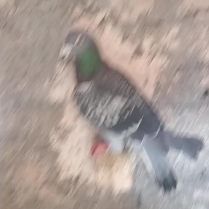 ی جفت کفتر|پرنده|چناران, |دیوار