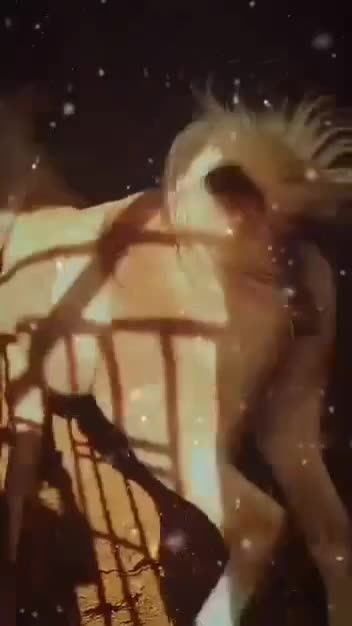 مادیون سمند|اسب و تجهیزات اسبسواری|ماسال, |دیوار