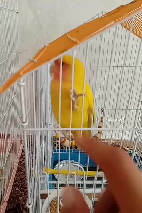 طوطی برزیلی|پرنده|اردبیل, |دیوار