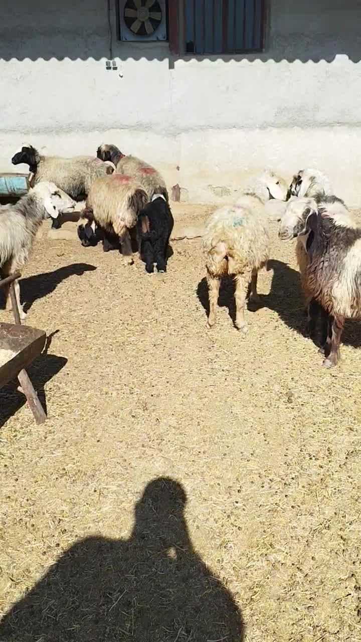 ۷راس میش بره دار و آبستن|حیوانات مزرعه|شیراز, علی آباد|دیوار