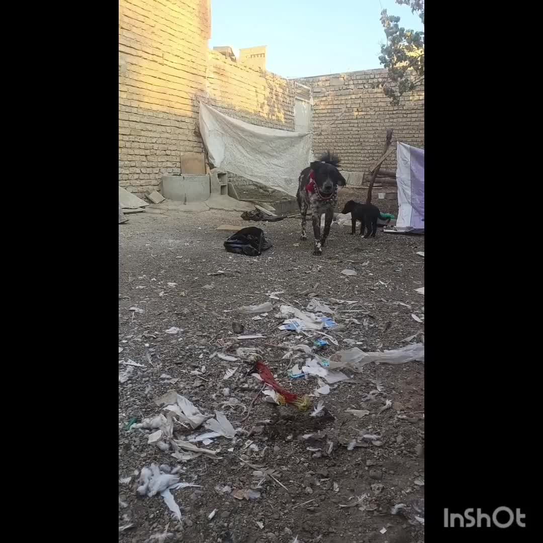 لاس خاسگری|سگ|ابریشم, |دیوار