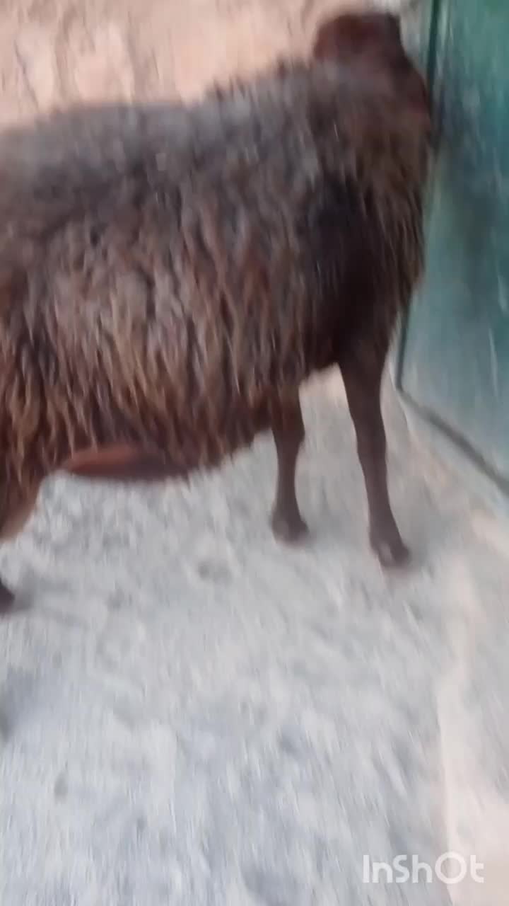 فروش فوری قوچ|حیوانات مزرعه|کوهدشت, |دیوار