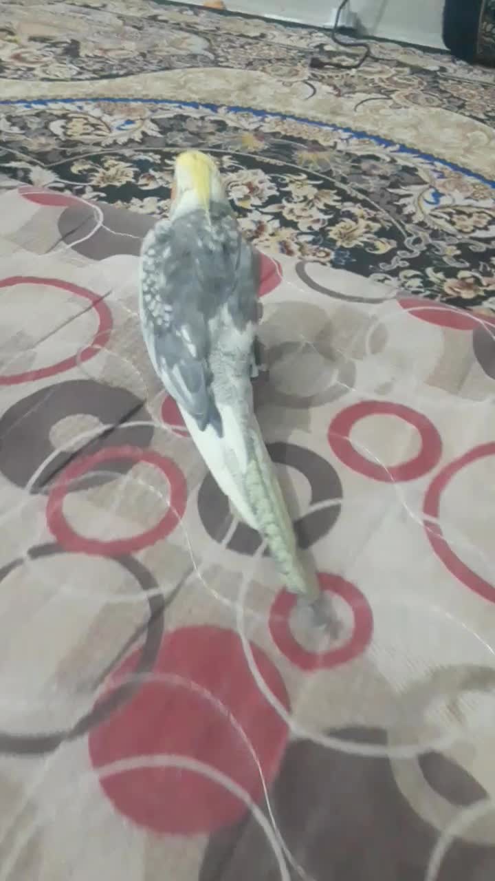 عروس سخن گو همراه با قفس|پرنده|رودان, |دیوار