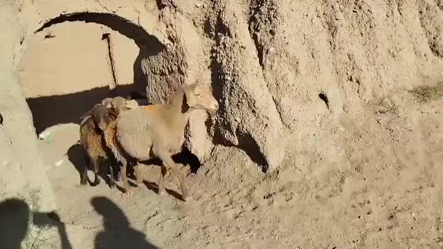 فروش گوسفند میش کاور تقلی بز بره|حیوانات مزرعه|باخزر, |دیوار