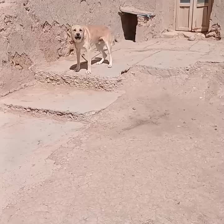 واگذاری|سگ|کبودرآهنگ, |دیوار