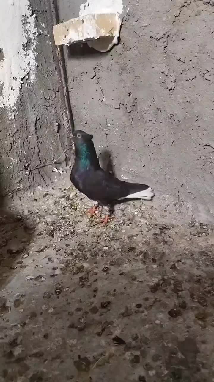 دمسفید|پرنده|شوشتر, |دیوار