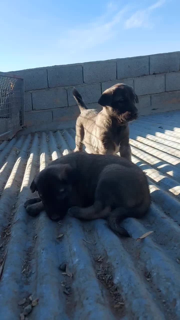 سرابی|سگ|اصفهان, سپاهانشهر|دیوار