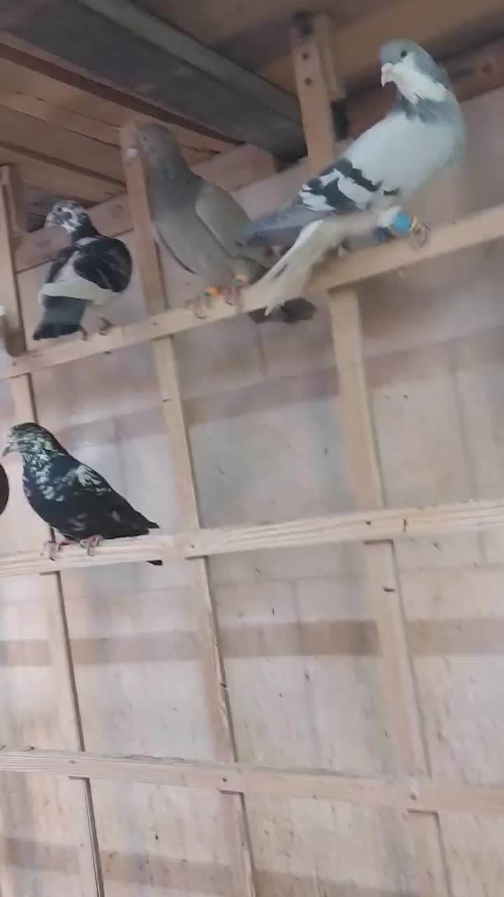 کبوتر دسته ۹۰تایی|پرنده|الوند, |دیوار