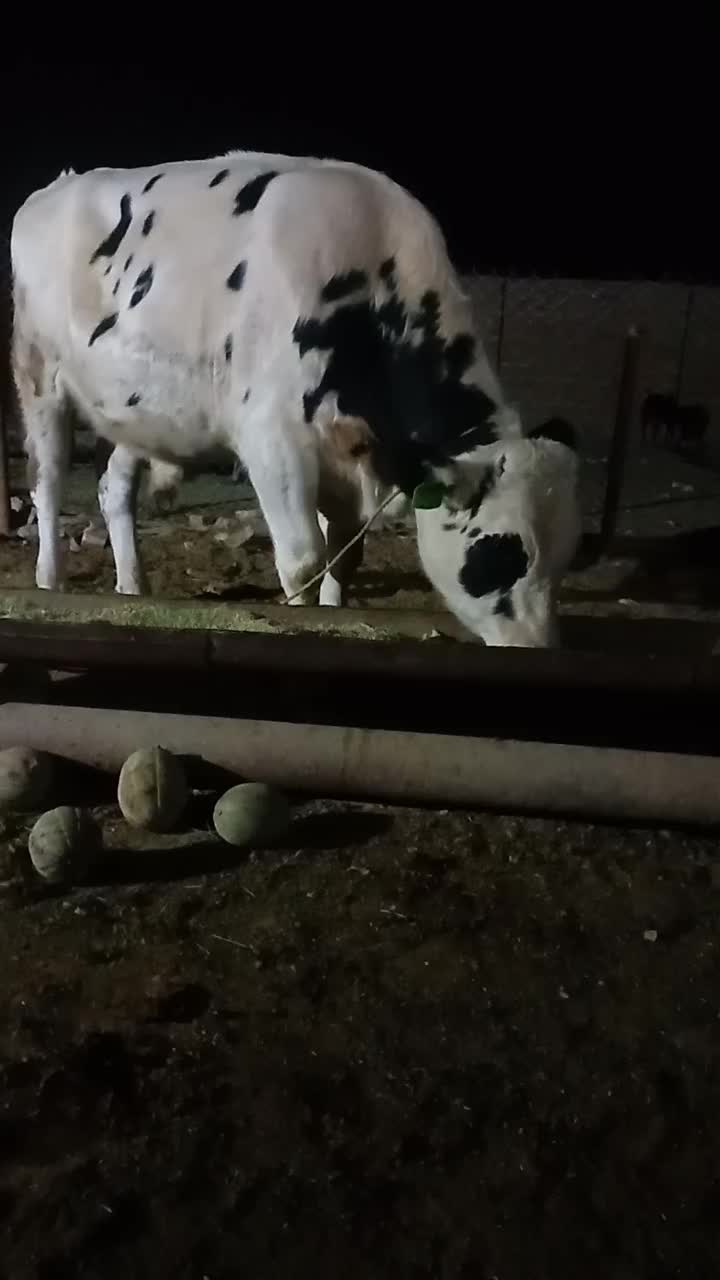 یک راس گوساله هلشتاین ۴۰۰کیلوپاپرواری|حیوانات مزرعه|معصومیه, |دیوار