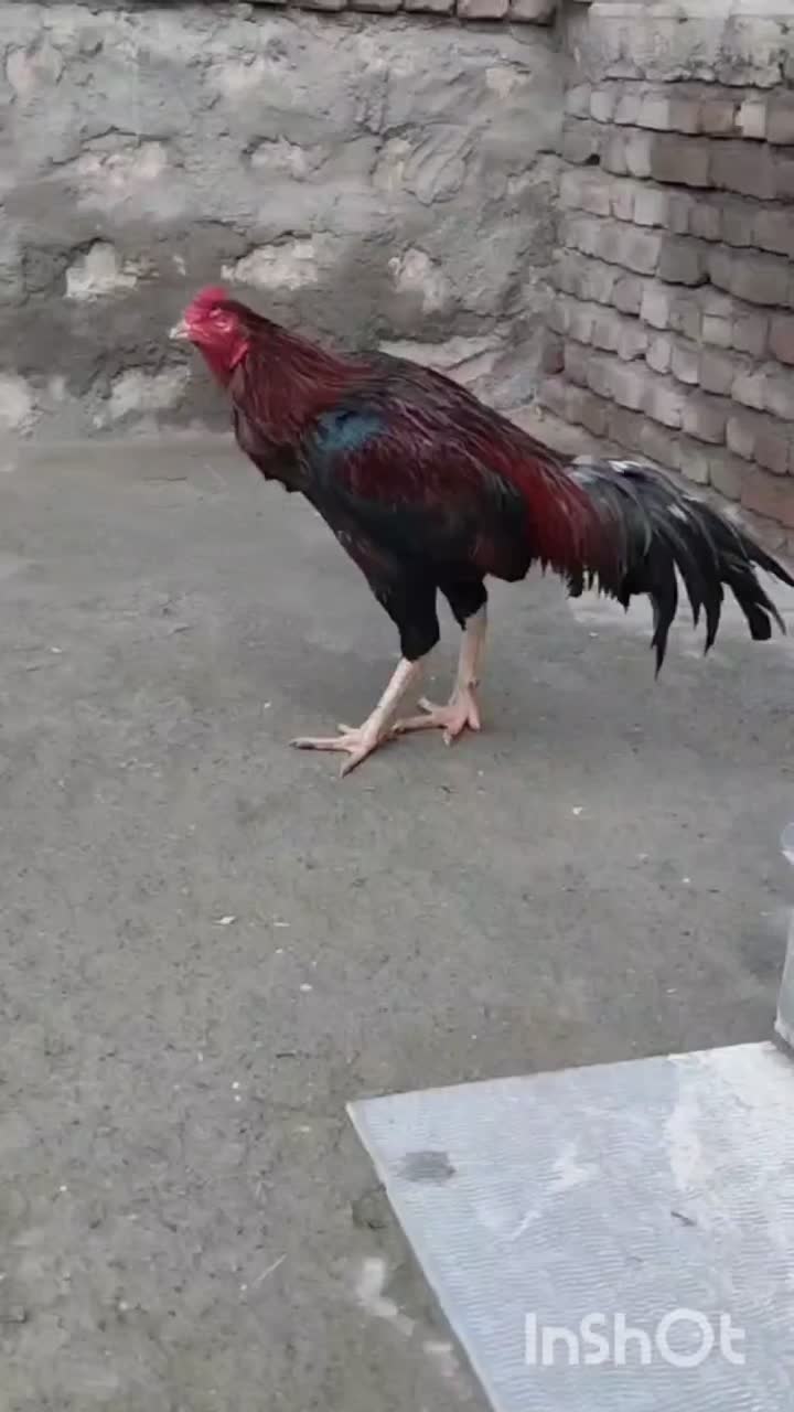 خروس لاری|حیوانات مزرعه|نقده, |دیوار