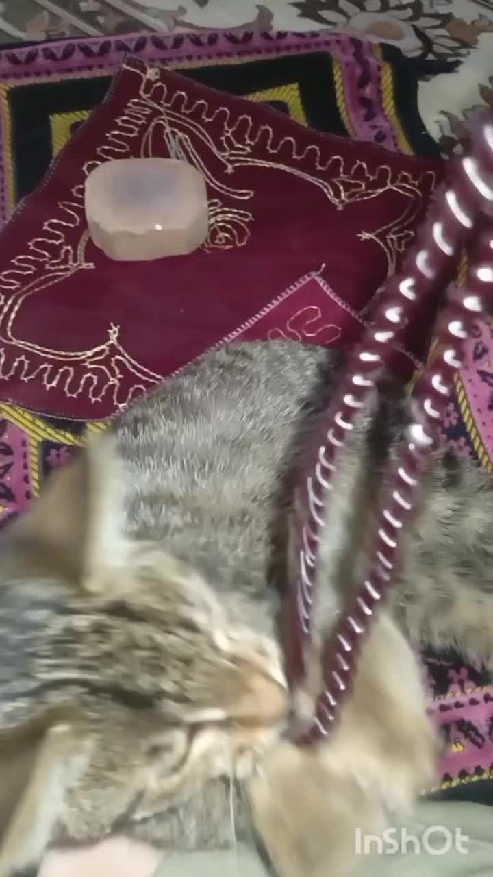 گربه ماده کوچولو|گربه|آستارا, |دیوار