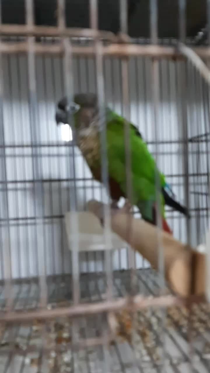 گرینچیک نرمال بالغ نیم رام معاوضه باتخم طوطی/قناری|پرنده|فردیس, منظریه|دیوار