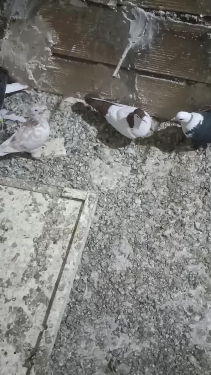 کفتر فروشی|پرنده|مشهد, امیریه|دیوار