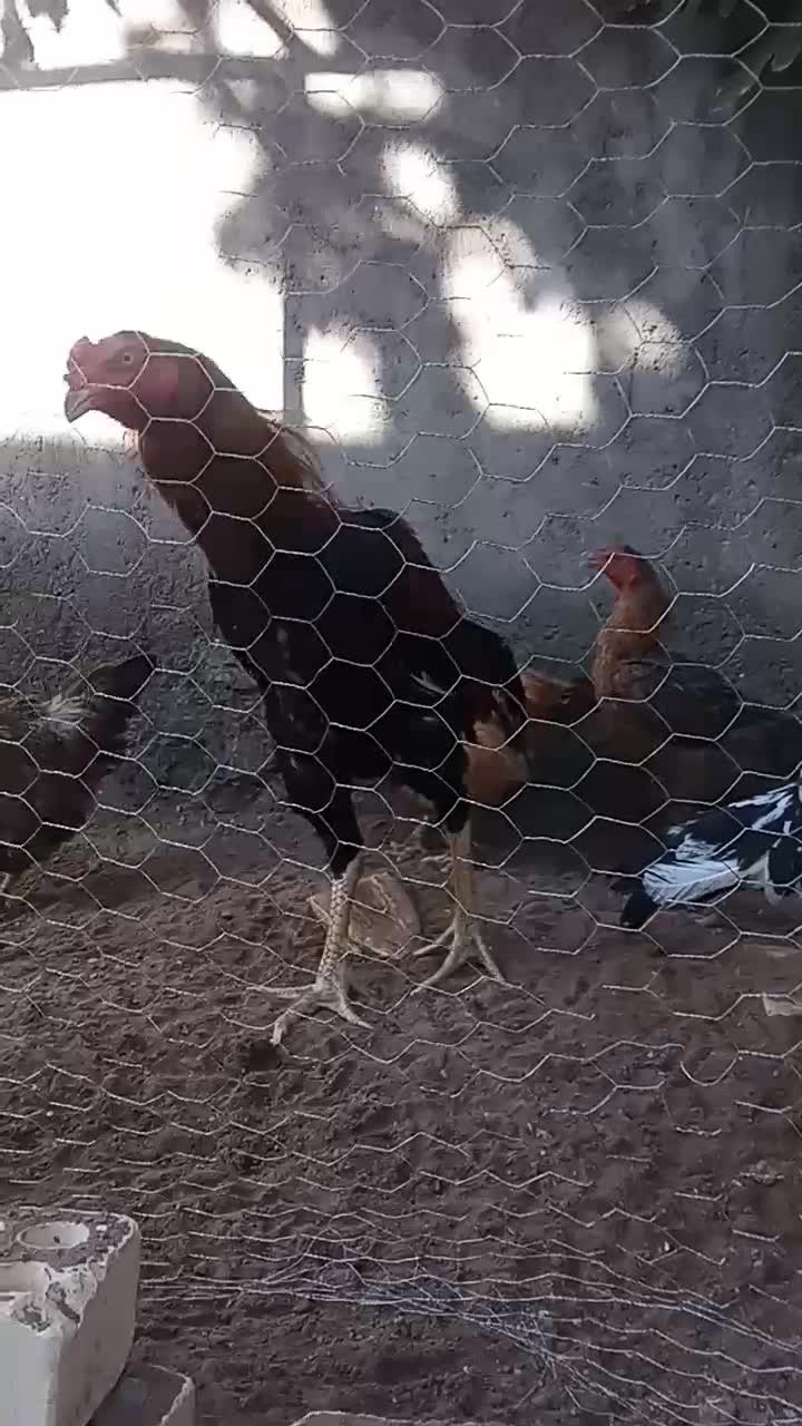 خروس همچی تموم|حیوانات مزرعه|تربت جام, میان جام|دیوار