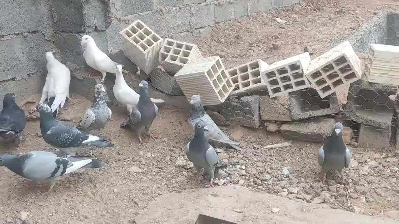 کفتر پلاکی و...|پرنده|بافق, |دیوار