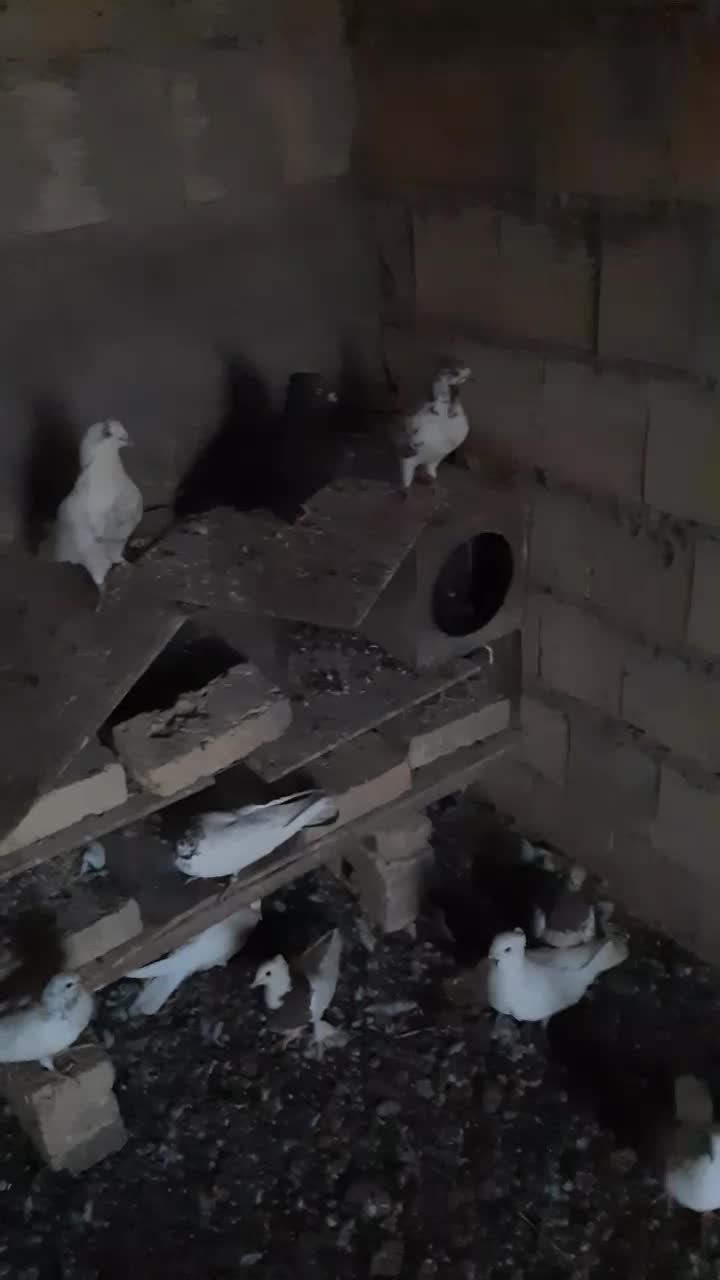 کبوتر|پرنده|اردکان, |دیوار