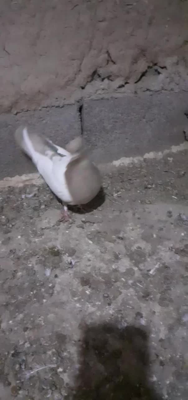 کبوتر|پرنده|شیروان (خراسان), |دیوار