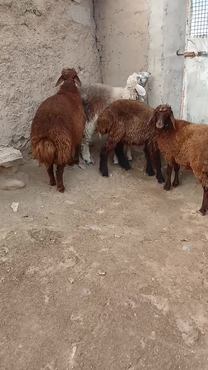 ۴ عددبره های ماده|حیوانات مزرعه|مراوه, |دیوار