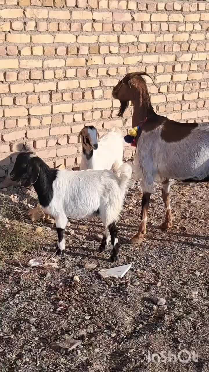 بز دورگ|حیوانات مزرعه|کاشمر, |دیوار