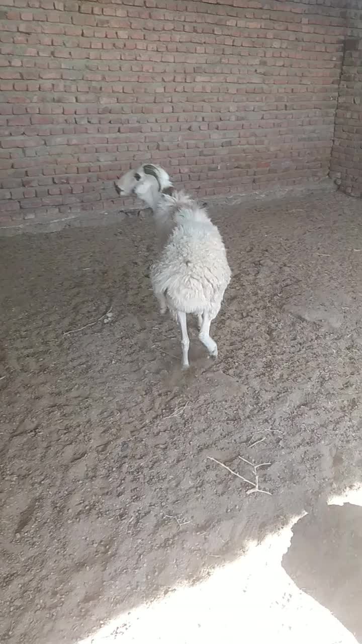 بره قوچ|حیوانات مزرعه|زرند, |دیوار