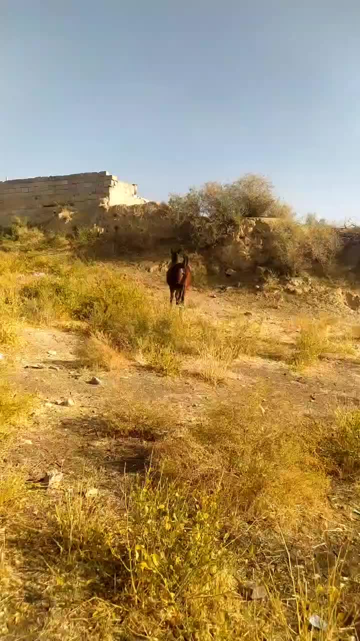 کره مادیان نوه سیوان فیضی بوکان|اسب و تجهیزات اسبسواری|میاندوآب, |دیوار