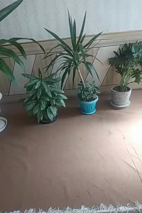 گل وگلدان|گل و گیاه طبیعی|مرودشت, علیآباد|دیوار