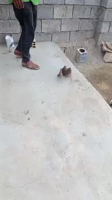 فروش کفتر درجایی|پرنده|میناب, |دیوار