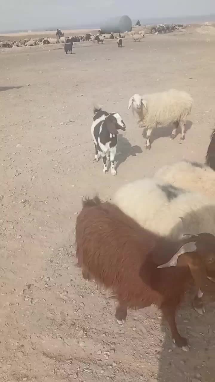 حیوانات مزرعه|حیوانات مزرعه|درمیان, |دیوار