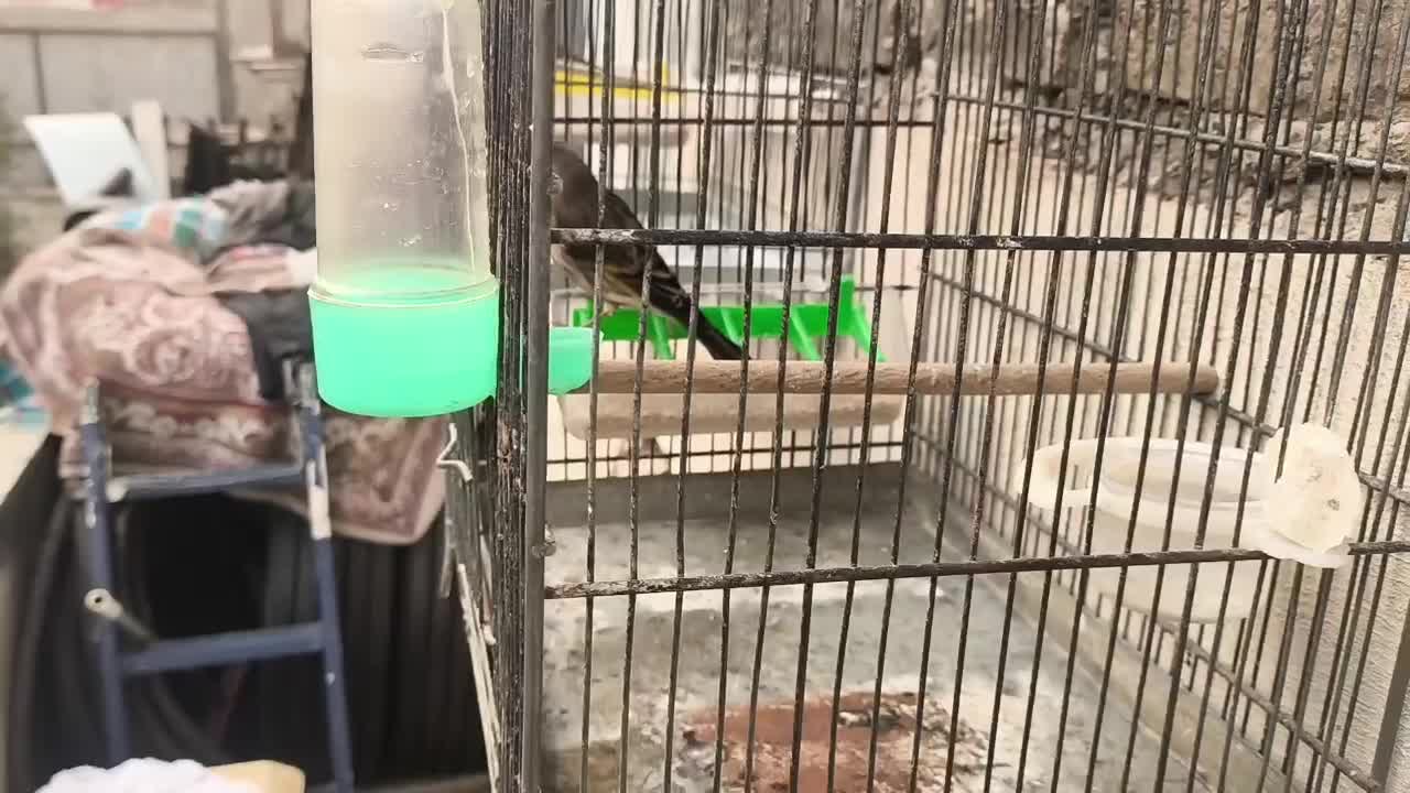 سهره قناری|پرنده|تهران, حکیمیه|دیوار