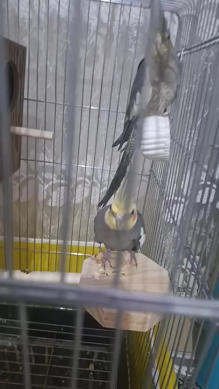 عروس هلندی|پرنده|الوند, |دیوار