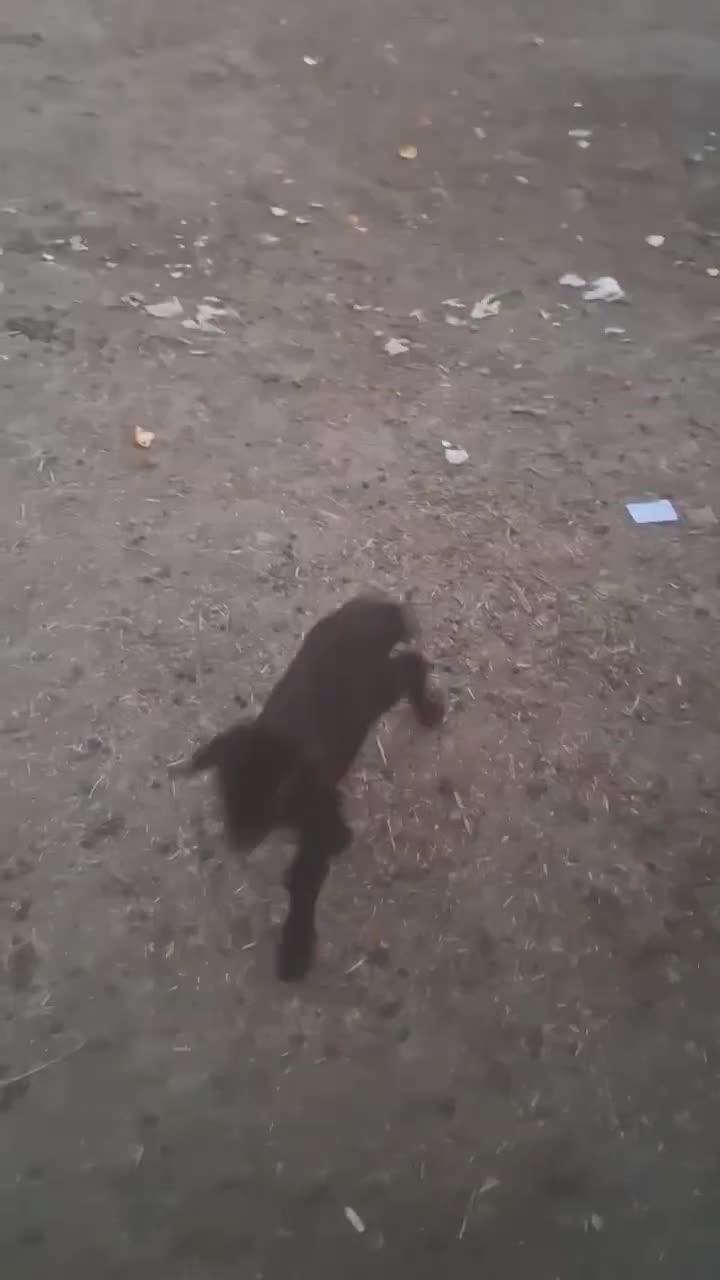 بره شیری|حیوانات مزرعه|دلیجان, |دیوار