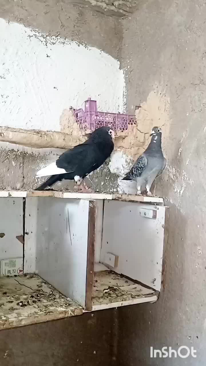 قرسیاه شاخ دار طاووسی ناب|پرنده|داراب, |دیوار