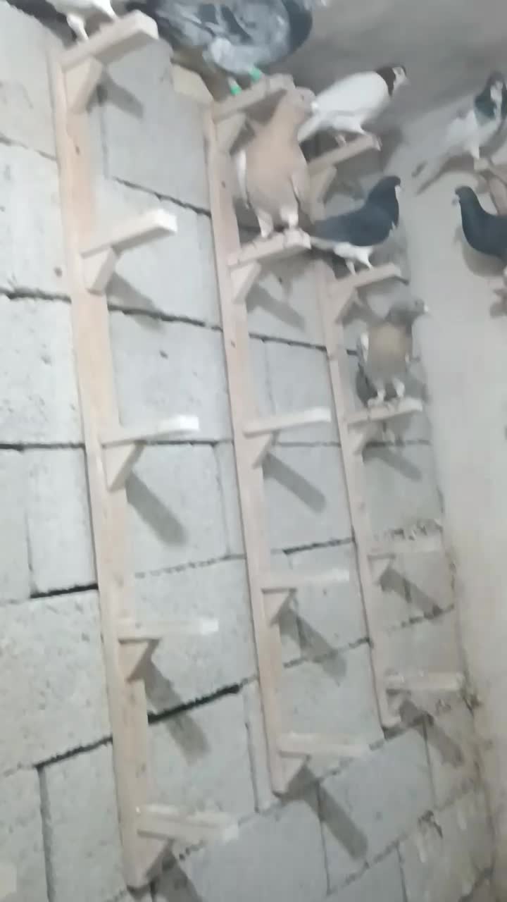 دسته کفتر شب بازی|پرنده|کازرون, |دیوار