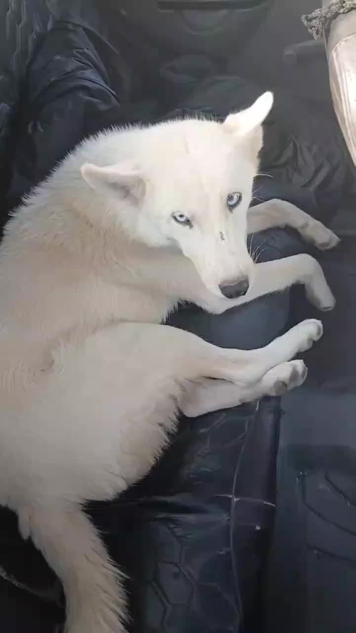 سگ هاسکی ماده|سگ|مشهد, فرهنگیان (شهرک غرب)|دیوار