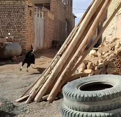 سگ قدرجونی|سگ|مبارکه, |دیوار