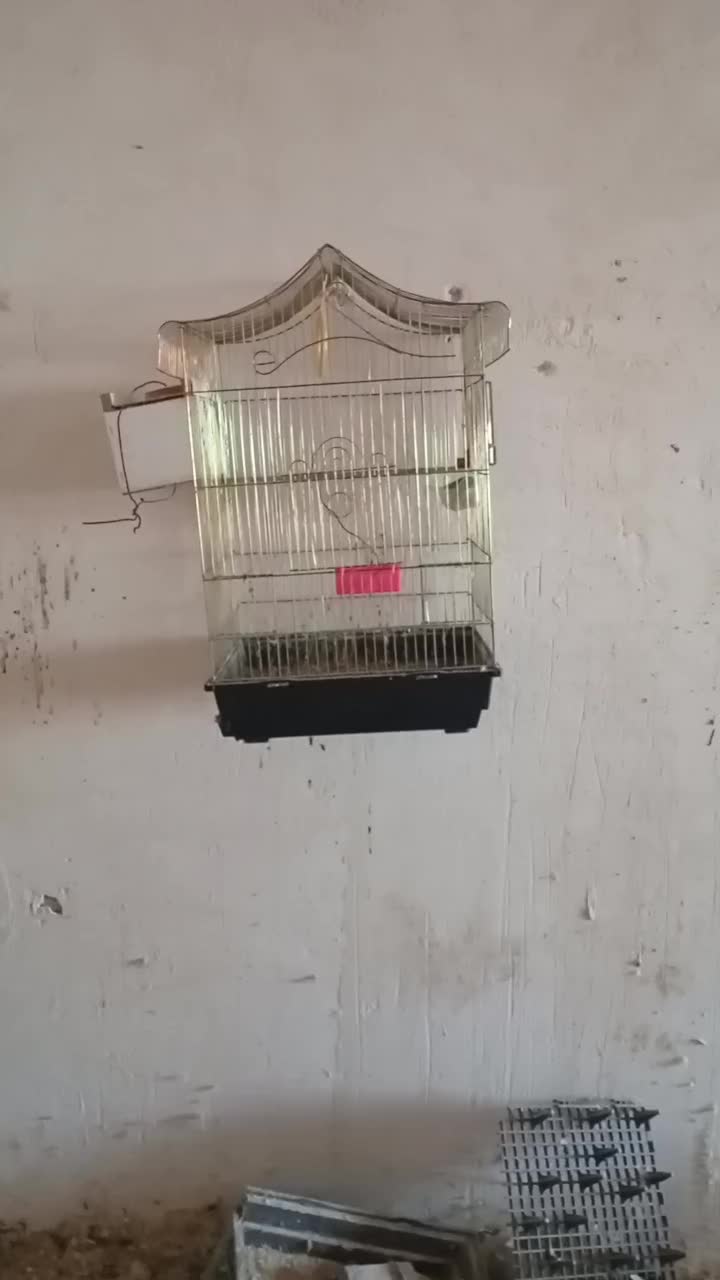 جفت برزیلی روی جوجه|پرنده|نقده, |دیوار