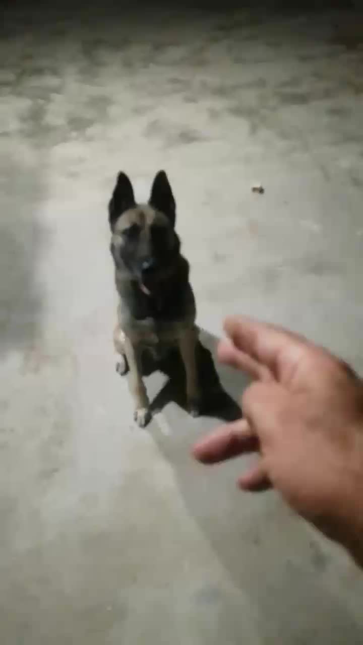 سلام به دلیل نداشتن جای برای فروش گذاشتم|سگ|گرگان, |دیوار